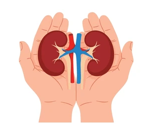 Picture1 - Sparsh Hospital - Sparsh Hospital Two hands cupping a pair of kidneys with the aorta and renal vessels between them.