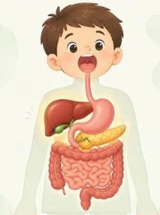 Why Does Early Pediatric Digestive Care Matter - Sparsh Hospital - Sparsh Hospital Cartoon child with exposed digestive organs: esophagus, stomach, liver, pancreas, and intestines.